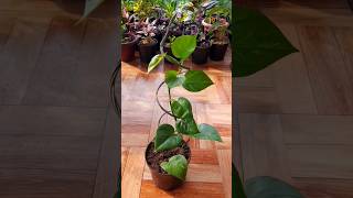 Unique way to propagate Money Plant 70 Days Growth Update Adding Support to Plant [upl. by Naliorf]