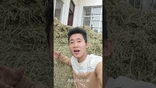 这几天收集十几亩花生秧，告诉咱要买草粉的哪些坑，要想花生秧能用还的注意这几点三农 兔子 养兔技术 肉兔养殖 走进济源阳光兔业1 [upl. by Daniel639]