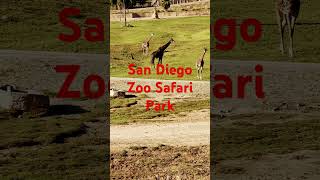 🦏🦁San Diego Zoo Safari Park🚎Africa Tram🦒Giraffe🦵Leg [upl. by Mich]