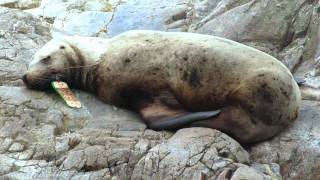 Debris Entangles Sea Lions [upl. by Madelina]