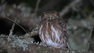 CABURÉ Glaucidium brasilianum [upl. by Herm544]