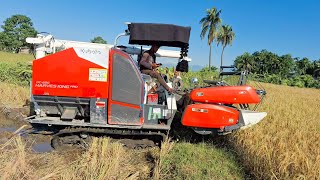 Harvester Kubota DC 68G Harves King ProKubota MiniMulticrop HarvesterChain HarvesterCombined [upl. by Atiekram]