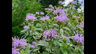 Minnesota Native Plants  Wild Bergamot Monarda Fistulosa [upl. by Lennon894]