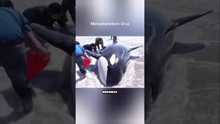 Menyelamatkan Orca [upl. by Pressey]