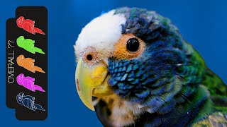 White Capped Pionus The Best Pet Parrot [upl. by Meyer726]