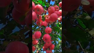 Amazing apple tree ॥ আপেল বাগান। shorts apple [upl. by Oconnor408]