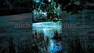 Rothallenweiher Muttenz Switzerland sagen wald weiher legend pond mysterious [upl. by Furey]