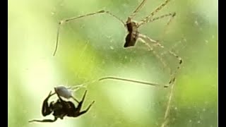 Cellar spiderPholcus phalangioides [upl. by Aelat]