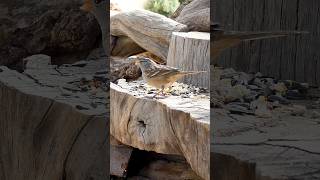 Whitecrowned Sparrow🐦Woodpile Buffet whitecrownedsparrow [upl. by Aratahc]