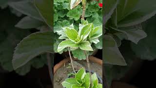 variegated Acalypha wilkesiana plant [upl. by Anak]