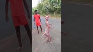 cat jhalak dikh laja song dance wait for and 🤣🤣🤣viralvideo shortvideo [upl. by Etteragram918]