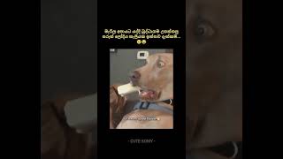 කව්ද සර්ට මේ අපරාදේ කලේ😁🥺😂 shorts foryou pets dogs trending [upl. by Parke]