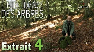 LIntelligence des Arbres  Extrait 04  VF [upl. by Sivart]