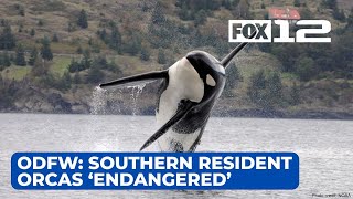 Oregon Fish and Wildlife Commission adds southern resident orcas to endangered species list [upl. by Way]