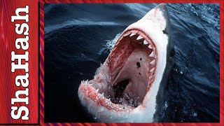 Top 10 Cosas Que No Sabías De Los Tiburones [upl. by Anertal]