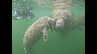 Its Manatee Kisses River Ventures Swim With Manatee Tour [upl. by Ameehs]