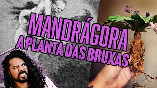 MANDRÁGORA  BRUXARIA AMOR E V3N3N0 [upl. by Vonny]