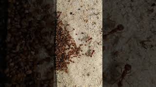 Pogonomyrmex badius harvesting seeds TIME LAPSE [upl. by Mail]