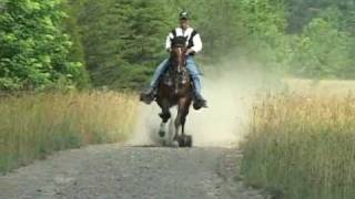 Reverand Homer  Single Footer Stallion [upl. by Veda99]