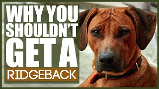 5 Reasons You SHOULD NOT GET A RIDGEBACK [upl. by Mutua485]