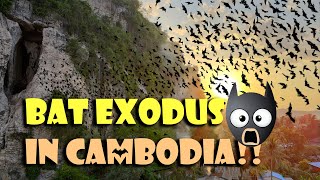 Where are these bats going Mesmerizing Bat Exodus in Cambodia [upl. by Biagi187]