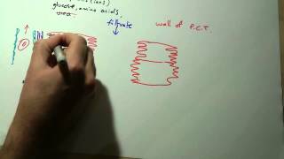 A2 OCR Biology  Selective reabsorption kidneys [upl. by Eilyr]