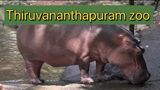 Thiruvananthapuram ZooVisit To Trivandrum ZooHippopotamusLionzoo zoolife [upl. by Ennayehc]