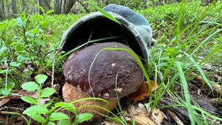 FUNGHI PORCINI 2024🔴TANTO DI CAPPELLO 🔴MAGGIO [upl. by Ynattirb]