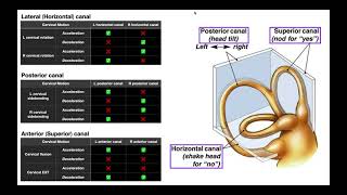 Semicircular Canals EXPLAINED  Structures amp Physiology [upl. by Aekan]