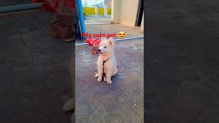 My cute pet😍shorts trending pets doglover cute cutedog [upl. by Eiramalegna]