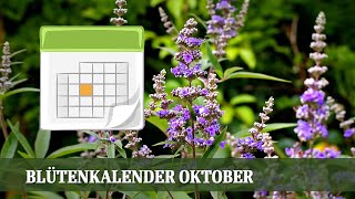 Blütenkalender Oktober  Astern Kerzenknöterich Eisenkraut Silberkerze Mönchspfeffer [upl. by Eesyak603]