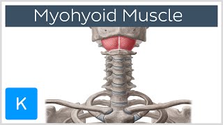 Mylohyoid Muscle  Attachments amp Function  Human Anatomy  Kenhub [upl. by Annas]