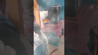 😺FUNNY CAT VIDEOS FOR CATS TO WATCH  FUNNY CAT VIDEOS ON YOUTUBE  funnyanimlas VIDEOS  shorts [upl. by Tullus654]