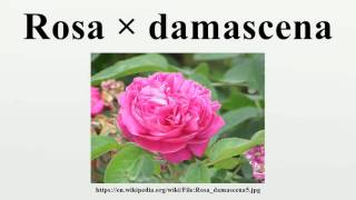 Rosa × damascena [upl. by Mannos]