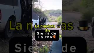 La mayizas están en sierra de la cha🍕 mayitoflaco mexico sinaloa lospshorts lpm [upl. by Jopa]