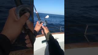 Fly line fishing for bluefin tuna fishingvideo fishing fishingmethods sportfishing [upl. by Natsirk865]