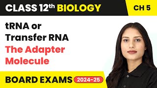 tRNA or Transfer RNA  The Adapter Molecule  Class 12 Biology Chapter 5  CBSE 202425 [upl. by Avid233]