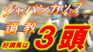 ジャパンカップ2023 追い切り診断 イクイノックスは秋天からどう変わったか！？ リバティアイランドは太刀打ちできるか！？ 元馬術選手のコラム by アラシ [upl. by Mowbray]