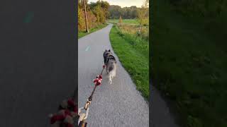 Towpathtrail steelyard Cleveland sunrise bikjor SiberianHusky urbanmushing husky bikjorring [upl. by Yssis]