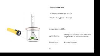 BTEC Applied Science Unit 3 Biology Factors affecting Plant Growth [upl. by Bland]