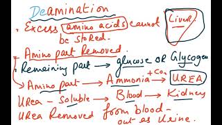 5090 CH 13 SYLLABUS 2023 EXCRETION [upl. by Itoyj795]