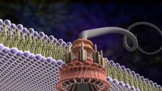 Amazing Flagellum  Michael Behe and the Revolution of Intelligent Design [upl. by Ariew]