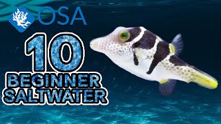 Valentini Puffer  10 Beginner Saltwater Fish [upl. by Elburt392]