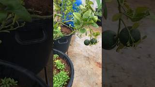 Best pesticide for plant growth gardening gardeningtips Sirikeerthivlogs [upl. by Enilekcaj594]