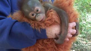 Baby Orangutan Born at the Houston Zoo [upl. by Gambrill]