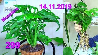 Die Monstera ein Philodendron namens Monkey Leaf die Affenmaske Die erste Pflege nach dem Kauf [upl. by Ydnis]