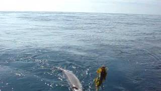 76lb Conger fishing newhaven [upl. by Aniretak2]