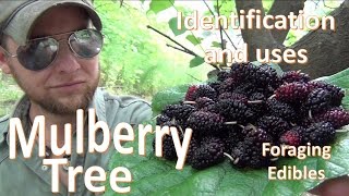 The Mulberry Tree Uses and Identification Survival Foraging [upl. by Ydne]