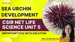 Sea Urchin Development  CSIR NET Life Science UNIT 5 Important PYQ Lecture csirnetpreparation [upl. by Leifeste186]