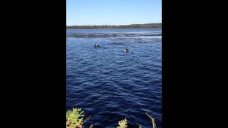 waswanipi goose break [upl. by Shuma]